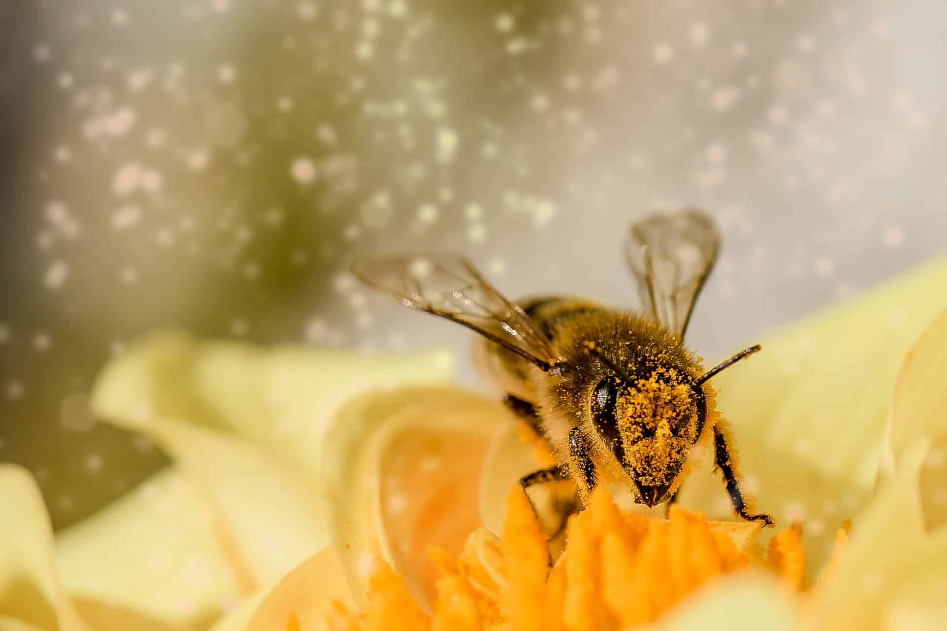 Was machen Bienen im Winter?