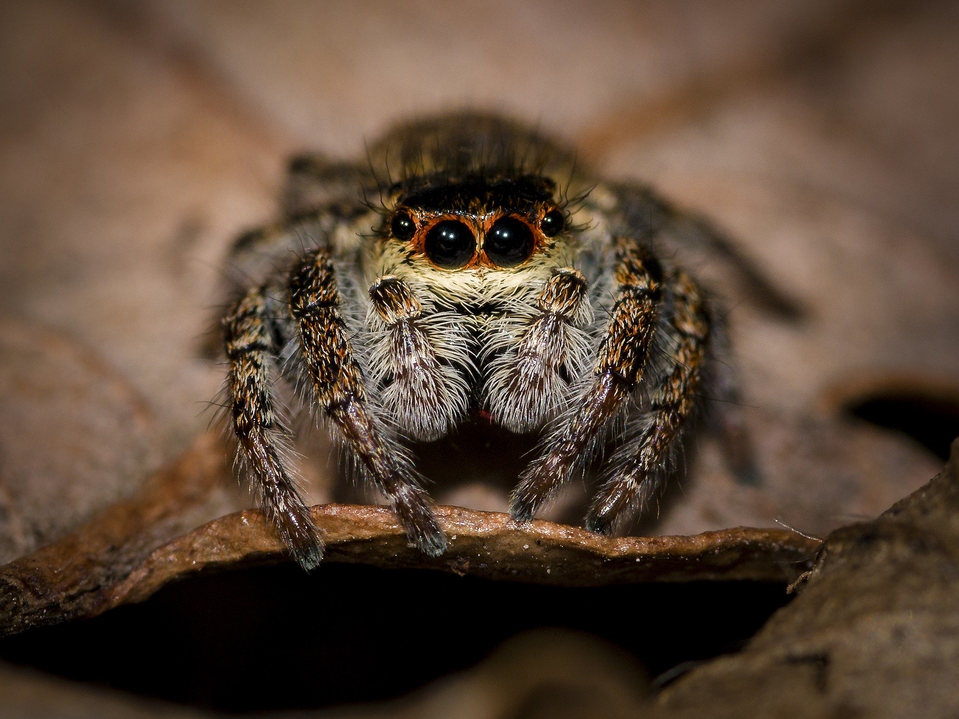 Überleben Spinnen den Staubsauger?